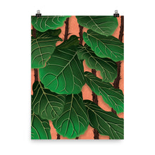 Load image into Gallery viewer, Fiddle Leaf Fig Tree
